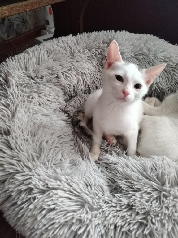 Кошки в Чебоксарах: Котята Девочка, Бесплатно - фото 1