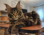 Кошки в Санкт-Петербурге: Котята мейн-кун Девочка, 15 000 руб. - фото 1