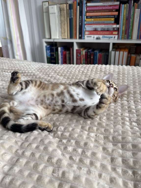 Кошки в Пскове: Гарфильд Мальчик, 45 000 руб. - фото 6