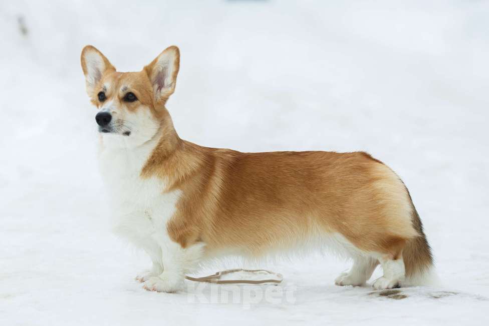 Собаки в Калуге: Малыш вельш корги пемброк Мальчик, Бесплатно - фото 4