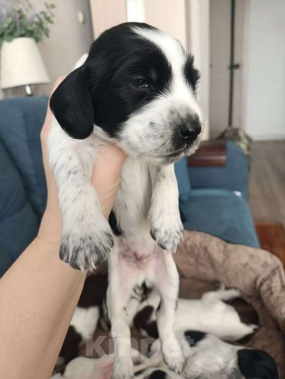 Собаки в других городах Новосибирской области: Щенок мальчик с чёрными пятнами Мальчик, 10 000 руб. - фото 1