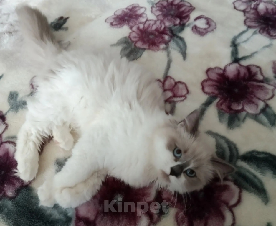 Кошки в Казани: Сибирская кошка Девочка, Бесплатно - фото 3