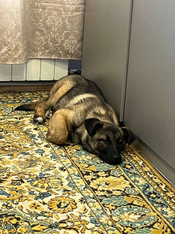 Собаки в Москве: Бельгийская овчарка,щенок в добрые руки  Девочка, Бесплатно - фото 2