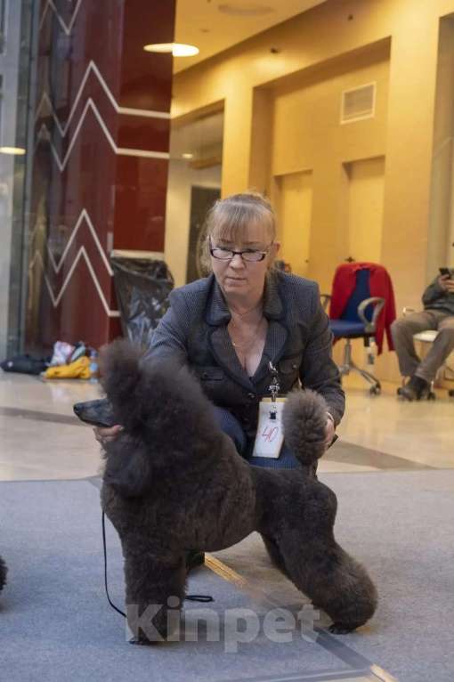 Собаки в Санкт-Петербурге: Щенки малого пуделя Мальчик, 80 000 руб. - фото 4