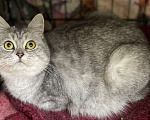 Кошки в Москве: Шотландская вислоухая кошечка ищет дом Девочка, Бесплатно - фото 2