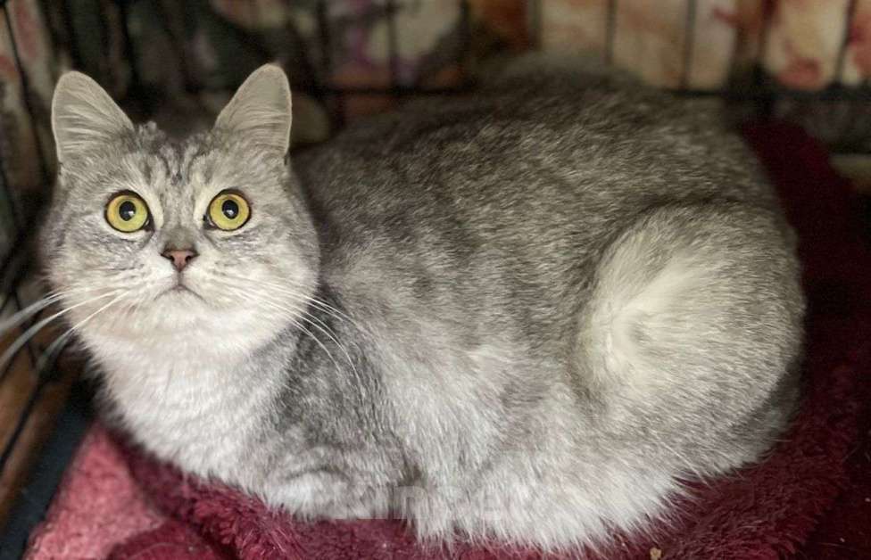 Кошки в Москве: Шотландская вислоухая кошечка ищет дом Девочка, Бесплатно - фото 2