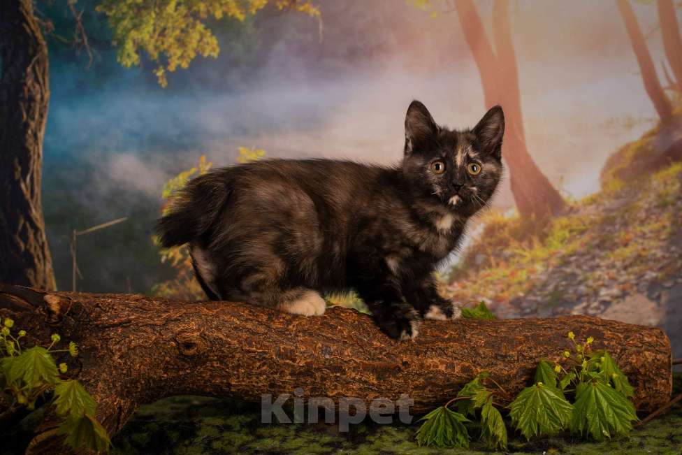 Кошки в Санкт-Петербурге: Котята курильского бобтейла  Девочка, 35 000 руб. - фото 2