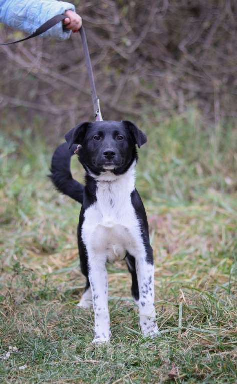 Собаки в Москве: Лане нужен дом  Девочка, Бесплатно - фото 3