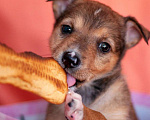 Собаки в Москве: Красивые щенки 1,5 мес  в добрые руки Девочка, Бесплатно - фото 7
