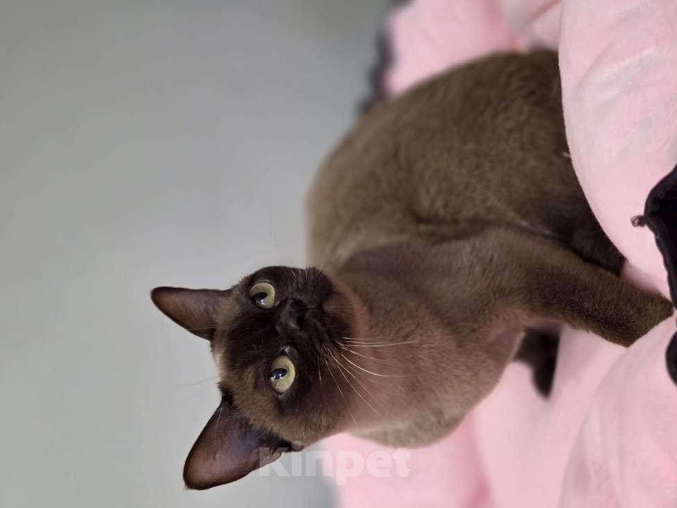 Кошки в Москве: Бупманская Девочка, Бесплатно - фото 1