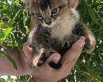 Кошки в Геленджике: Котята Чаузи Мальчик, 30 000 руб. - фото 4