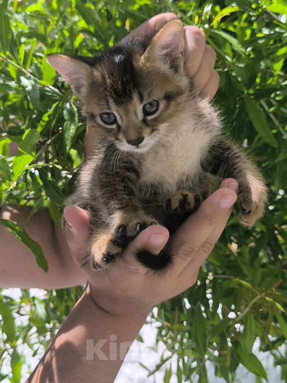 Кошки в Геленджике: Котята Чаузи Мальчик, 30 000 руб. - фото 4