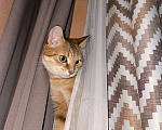 Кошки в Дзержинском: Потерялась рыжая кошка Девочка, 1 руб. - фото 2