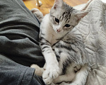 Кошки в других городах Московской области: Котенок, мальчик, шотландский прямоухий короткошерстный серо-полосатый Мальчик, 3 000 руб. - фото 6