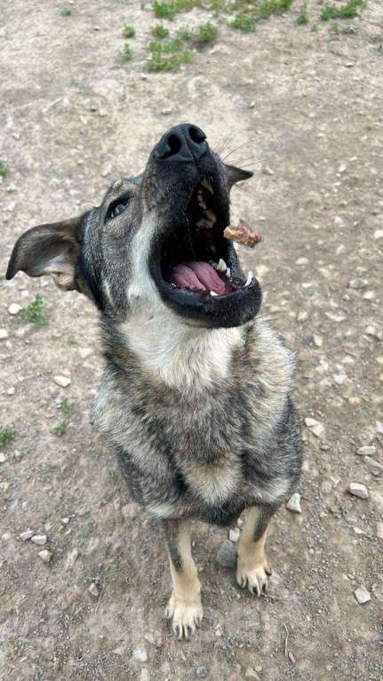 Собаки в Мытищах: Мартин ищет дом Мальчик, Бесплатно - фото 10
