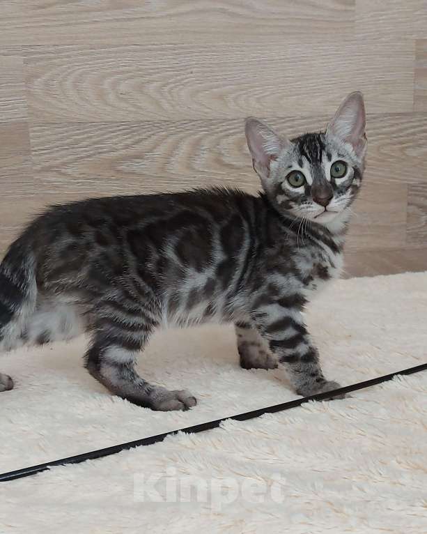 Кошки в Москве: Бенгальский мальчик  Мальчик, 55 000 руб. - фото 8