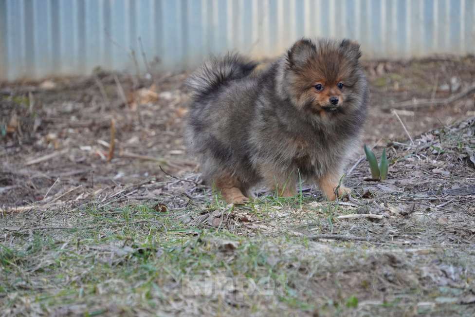Собаки в Москве: шпиц Девочка, 25 000 руб. - фото 2