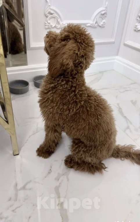 Собаки в Казани: Продаю Той пуделя Мальчик, Бесплатно - фото 5