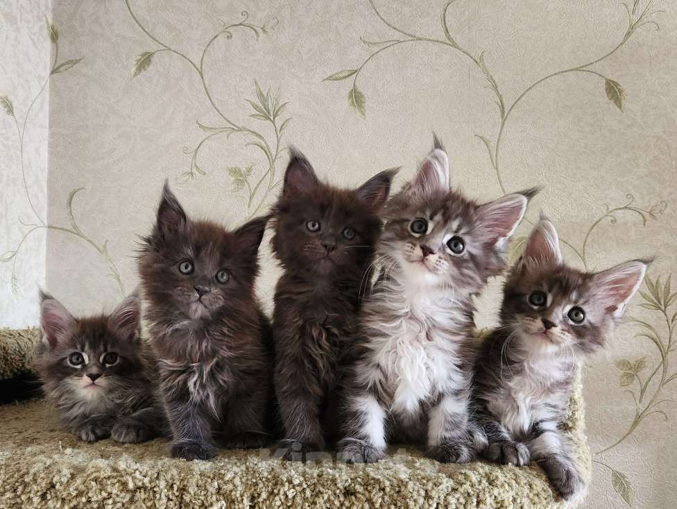 Кошки в Самаре: Котята Мейн-кун Разнополые, 20 000 руб. - фото 2