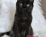 Кошки в Санкт-Петербурге: Черный магический мейн-кун Мальчик, 120 000 руб. - фото 4
