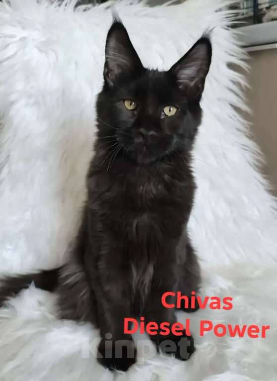 Кошки в Санкт-Петербурге: Черный магический мейн-кун Мальчик, 120 000 руб. - фото 4