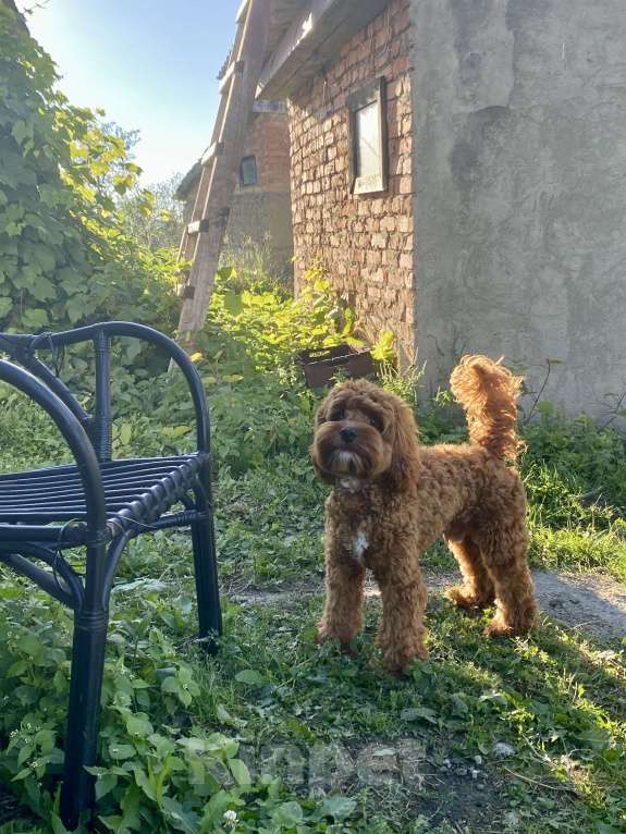 Собаки в Ставрополе: Продам собаку Мальчик, 30 000 руб. - фото 3