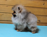 Собаки в Москве: Крошечная девочка померанского шпица Девочка, Бесплатно - фото 8