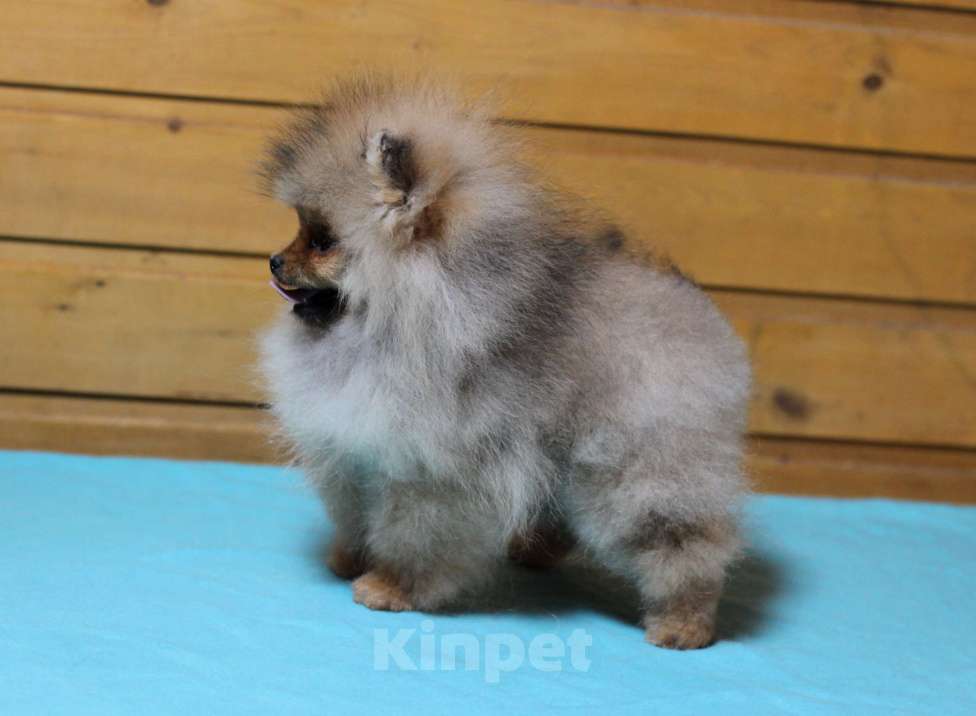 Собаки в Москве: Крошечная девочка померанского шпица Девочка, Бесплатно - фото 8