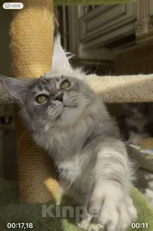 Кошки в Санкт-Петербурге: КЕОНА  Девочка, 50 000 руб. - фото 7