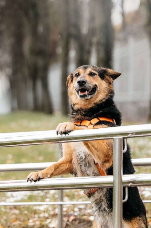 Собаки в Москве: Кокетка Эбби в поиске дома 🥰 Девочка, Бесплатно - фото 8