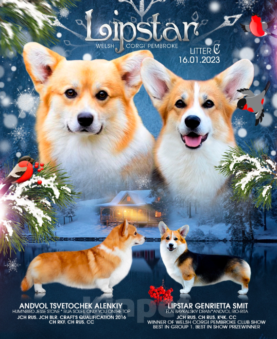 Собаки в Липецке: Малыш корги Мальчик, 80 000 руб. - фото 2