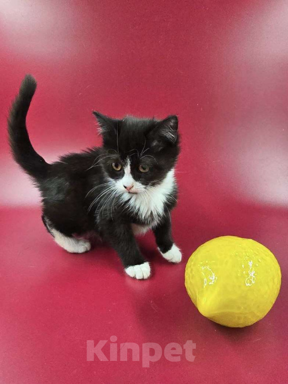 Кошки в Москве: Чука - маленький атаман в юбке Девочка, Бесплатно - фото 3