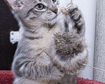 Кошки в Москве: Маленькая кошка, пузико в горошек. Котенок 5 мес в добрые руки. Девочка, Бесплатно - фото 6