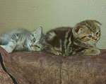 Кошки в Кулебаках: Шотландская, 6 000 руб. - фото 6