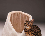 Кошки в Новороссийске: Котята породы Бенгальская кошка, 25 000 руб. - фото 3