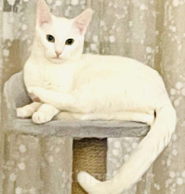 Кошки в Серпухове: Белая жемчужина в добрые руки Девочка, Бесплатно - фото 2