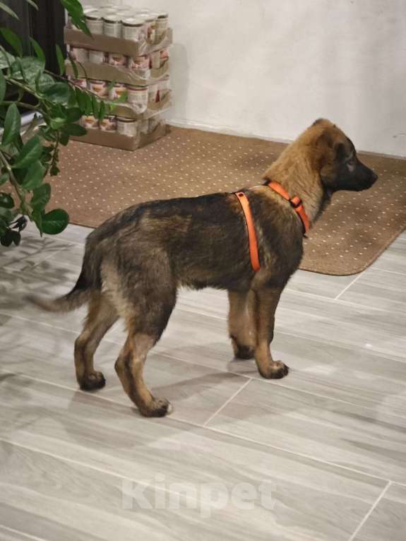 Собаки в Москве: Девочка Яра 3,5 месяца ищет дом Девочка, Бесплатно - фото 3