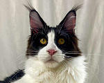 Кошки в Краснодаре: Котята мейн-кун полидакт Мальчик, 40 000 руб. - фото 5