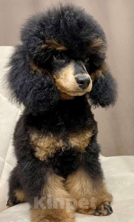 Собаки в Калуге: Пудель фантом  Мальчик, 75 000 руб. - фото 4