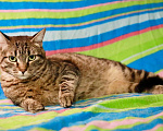 Кошки в Москве: Очень достойный кот Алекс в добрые руки Мальчик, Бесплатно - фото 4