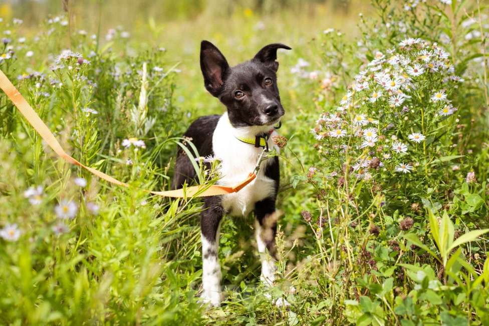 Собаки в Москве: Месси, некрупный щенок из приюта Мальчик, Бесплатно - фото 7
