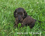 Собаки в Ижевске: Длинношерстный тигровый мальчик Мальчик, 100 000 руб. - фото 1