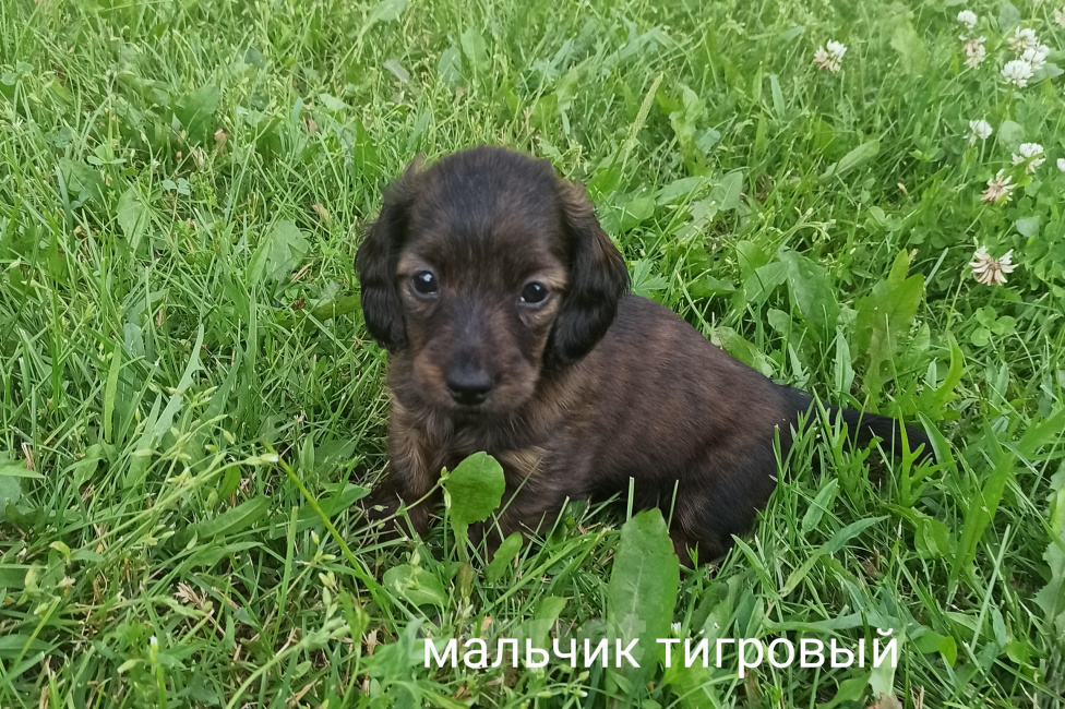 Собаки в Ижевске: Длинношерстный тигровый мальчик Мальчик, 100 000 руб. - фото 1