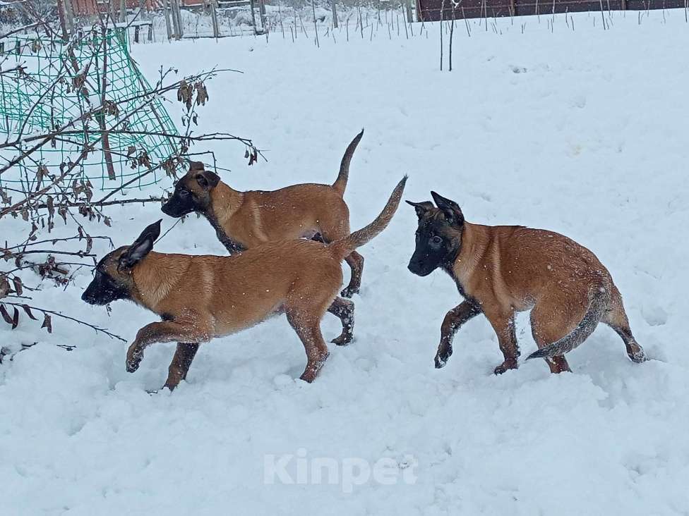 Собаки в Пятигорске: Бельгийская овчарка Малинуа Разнополые, 20 000 руб. - фото 10