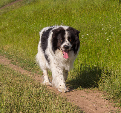 Болгарская овчарка (каракачанская собака)