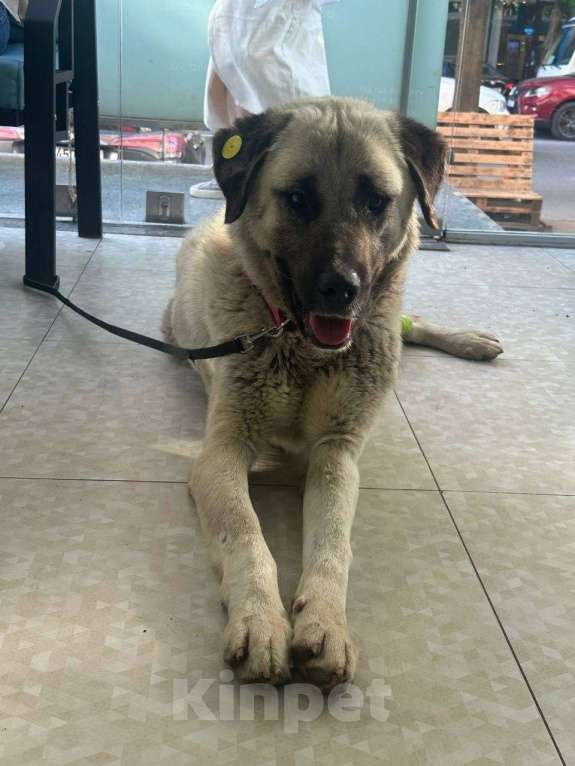 Собаки в Москве: Знакомьтесь – наш грузинский мачо Васо, который мечтает о доме. Мальчик, Бесплатно - фото 2