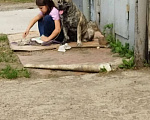 Собаки в Красноярске: Щенки Ка де бо Девочка, 25 руб. - фото 8