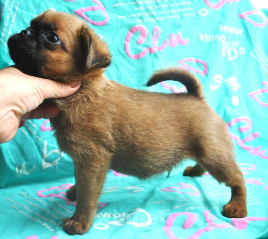 Собаки в Москве: Малый брабансон мальчик Мальчик, 40 000 руб. - фото 1