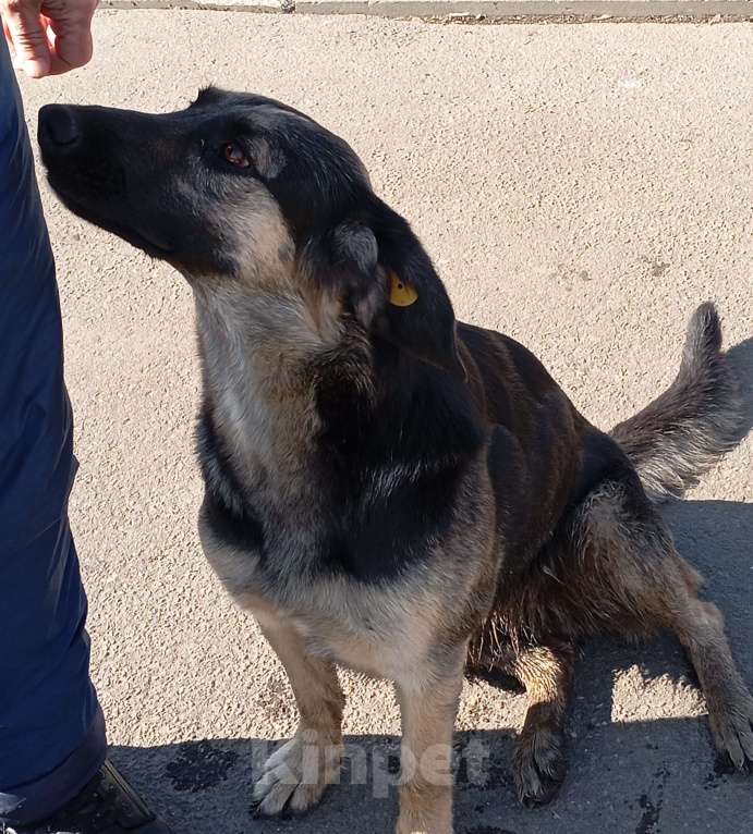 Собаки в Красногорске: Собака с Донбасса! Ищем срочно руки! Девочка, Бесплатно - фото 1