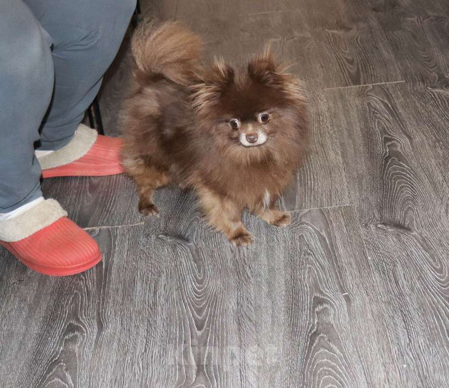 Собаки в Москве: Шоколадная девочка Девочка, 10 000 руб. - фото 2